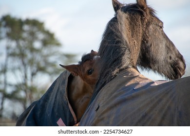 Two horses  greeting  and  biting  each other  - Shutterstock ID 2254734627