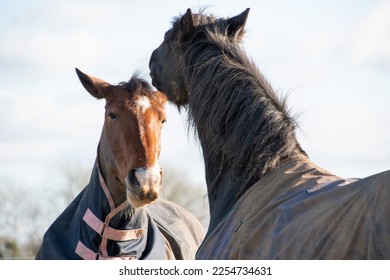 Two horses  greeting  and  biting  each other  - Shutterstock ID 2254734631