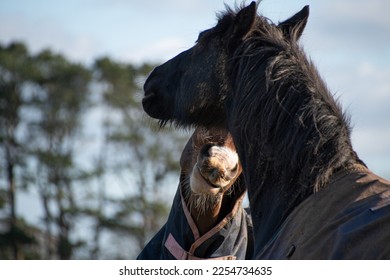 Two horses  greeting  and  biting  each other  - Shutterstock ID 2254734635