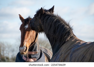 Two horses  greeting  and  biting  each other  - Shutterstock ID 2254734639