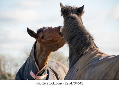 Two horses  greeting  and  biting  each other  - Shutterstock ID 2254734641