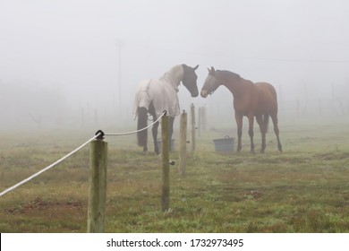 Two horses greeting each other over a fence in a field in the mist.  The fog surrounds two dark horses facing each other in a paddock