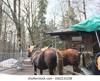 Two Horses With Horse Drawn Carriage In The Winter Day With Snow