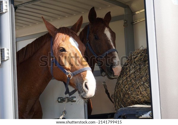 two horses in a horse\
trailer
