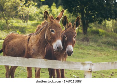 Two horses looking at the câmera 