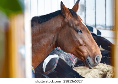 two horses lying down and resting in the limed open stable with linseed straw bedding, a Hanoverian and an Oldenburg show jumping horse - Powered by Shutterstock