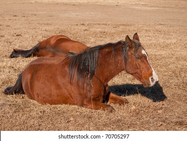 Two horses lying down, taking their afternoon naps in dry grass on a sunny winter day