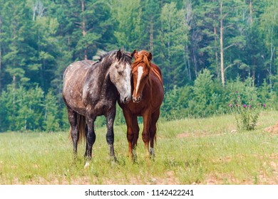 two horses in a meadow