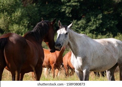 Two horses meeting and greeting one another in a field with other horses in the backgrpound. Bay horse and grey horse. Sunny summer day.