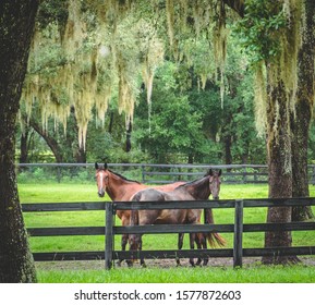 Two Horses In Ocala, Florida