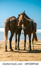 Two horses on beach standing. High quality photo