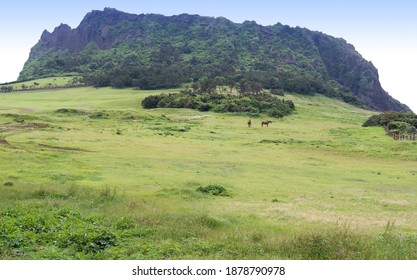 Two Horses Are On The Grass Of Seongsan Ilchulbong Tuff Cone Near Seogwipo-si, Jeju-do Island, South Korea
