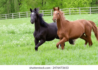 two horses on green pasture - Powered by Shutterstock