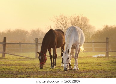 two horses on ranch - Powered by Shutterstock