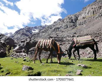 Two Horses On The Way To Jbel Toubkal