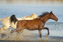 Two Horses - One Brown And One White, Running In The Water