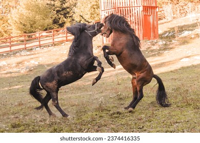 Two horses playing and fighting in a paddock