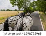 two horses pull a carriage