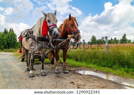 Two horses pulling a cart on a county road in Romania