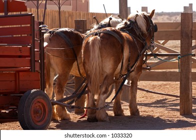 Two horses ready to pull a wagon.