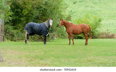 Two horses relaxing in paddock one rugged and one not.