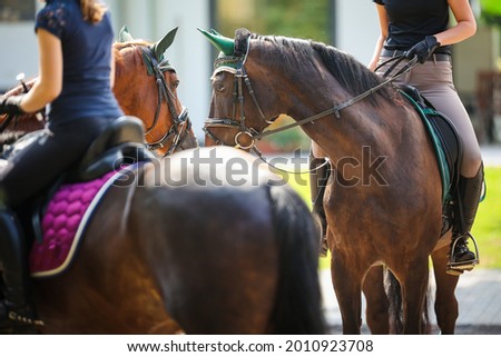 Two horses with rider look at each other, photographed over the croup of the horse in front.
