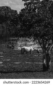 Two Horses In The Guaporé-Itenez River, In The Remote Fazenda Laranjeiras Farm, Rondonia State, On The Border With The Beni Department, Bolivia