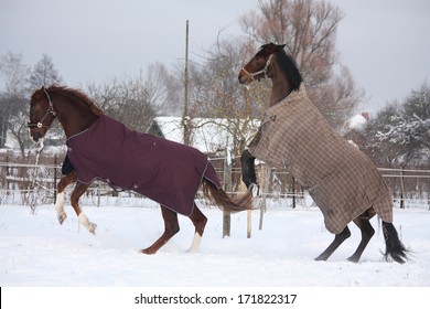 Two horses in rugs rearing in the snow