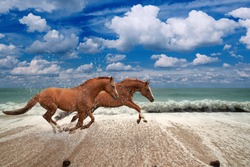 Two Horses Running Along Seashore,  Blue Sea And Sky, Waves, White Clouds, Picture For Chinese Year Of Horse 2014