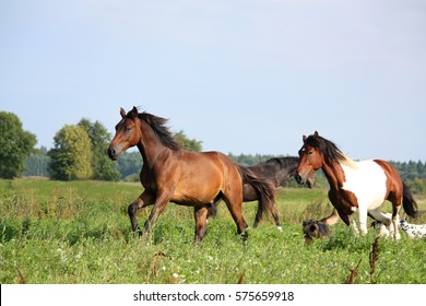 Two horses running at the pasture with dogs in summer