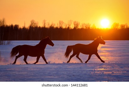 Two horses running at sunset