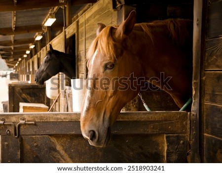 Two horses at a rustic stable with thier heads out of a door 