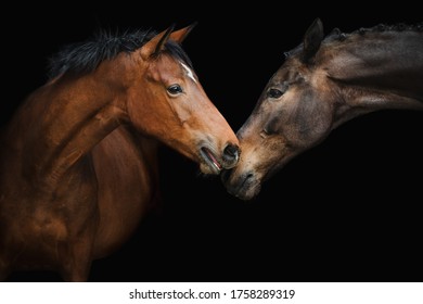 Two horses smell each other on dark backround. 