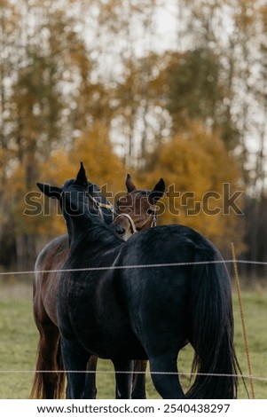 Image, Stock Photo two horses in the pasture on a foggy autumn morning with diffused sunlight