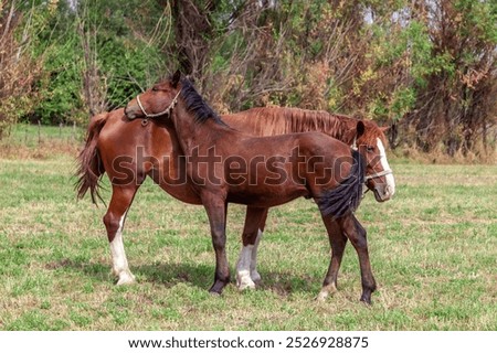 Similar – Image, Stock Photo two horses in the pasture on a foggy autumn morning with diffused sunlight