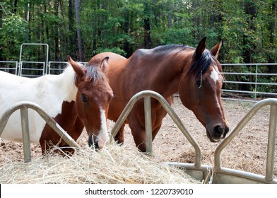 Two Horses Standing At The Round Bale Feeder