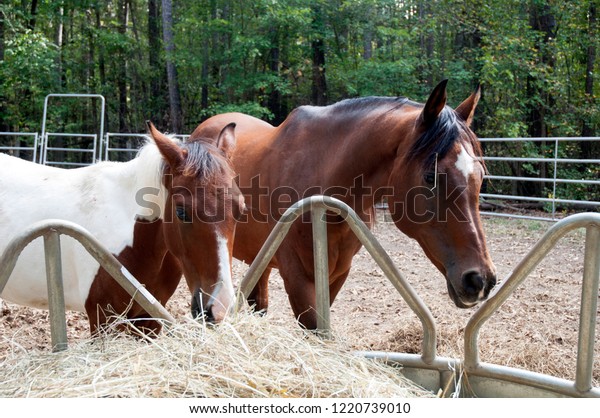 Two Horses Standing Round Bale Feeder Stock Photo Edit Now