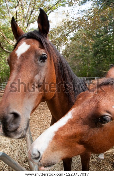 Two Horses Standing Together Round Bale Stock Photo Edit Now