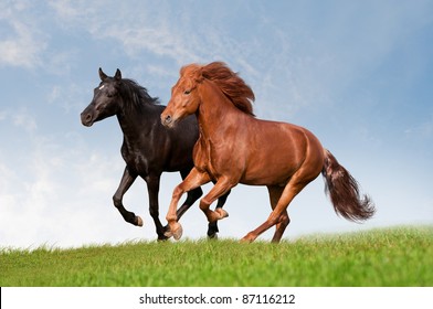 two horses in summer field