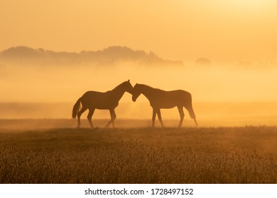 Two horses talking to each other in the early morning