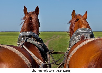 horse drawn cart cow tied behind horse drawn cart cow tied behind