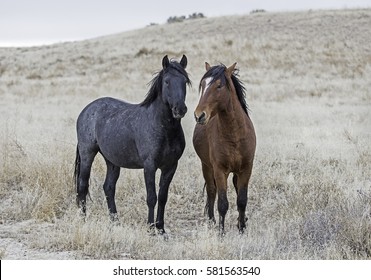 Two Horses in Utah Desert