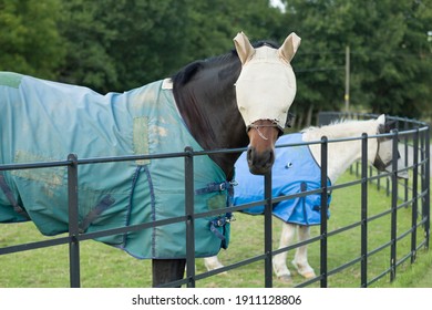 Two horses wearing a fly mask and turnout rug or blanket, UK