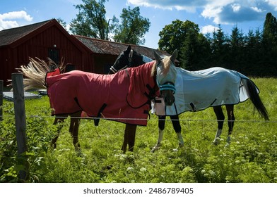 Two horses wearing fly sheets and fly masks standing behind a wire fence on lush green grass on a sunny summer day, full length portrait, Västmanland, Sweden - Powered by Shutterstock