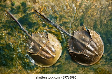 Two horseshoe Crabs in Thailand