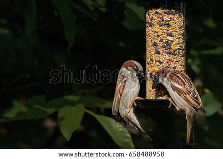 Two house sparrows (passer domesticus) on a garden seed feeder