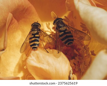 Two hover flies sharing nectar of a Rose flower - Powered by Shutterstock