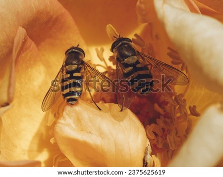 Two hover flies sharing nectar of a Rose flower