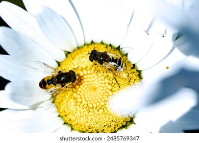 Two hoverflies  (Eristalis arbustorum) together on a Daisy flower. - Powered by Shutterstock