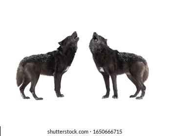 Two Howling Wolf Isolated On A White Background.